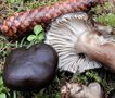 Hygrophorus camarophyllus